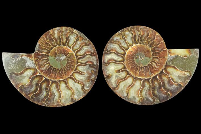 Sliced Ammonite Fossil - Agatized #125028
